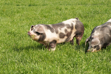 Buntes Bentheimer Schwein