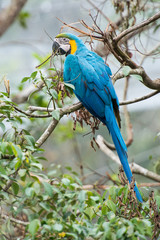 Colorful parrot on the tree branch