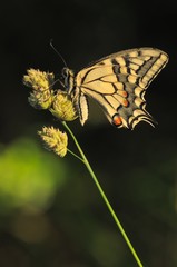 Naklejka premium Macaone