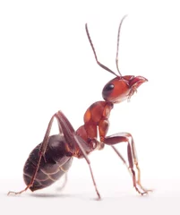 Foto op Plexiglas proud ant formica rufa © Antrey