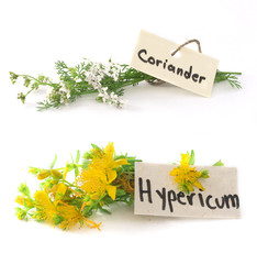 Naklejka premium coriander and st john's wort