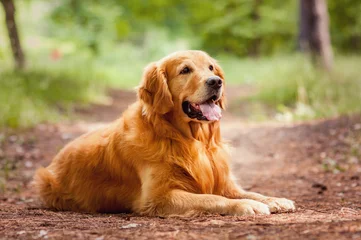 Gordijnen Portrait of a  dog © Olena Tkachenko