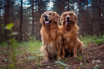 Portrait of a two  dogs