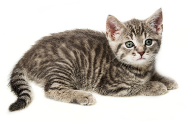 a little kitten isolated on a white background