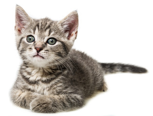 kitten isolated on a white background