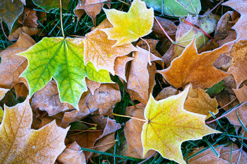 Maple leaves in the autumn morning in hoarfrost