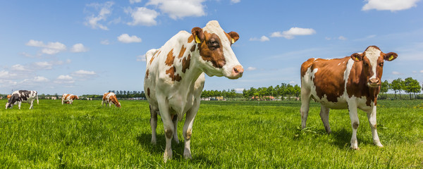 Panorama des vaches dans un pré