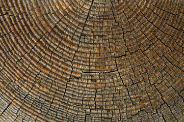 Fototapeta premium Old wood background