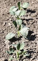 Young cabbage sprinkled ashes