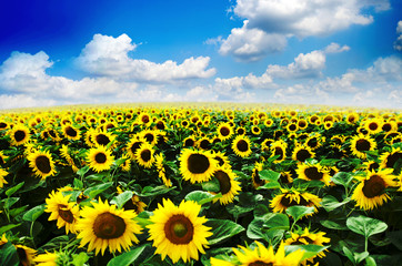 Fototapeta premium sunflowers at the field in summer