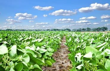 Green grass under blue sky