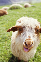 Funny sheep sticking out tongue