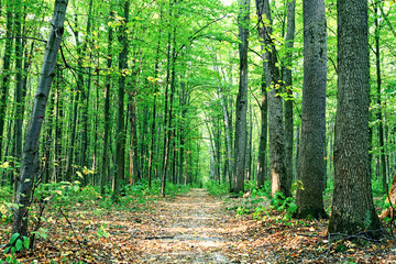 beautiful green forest