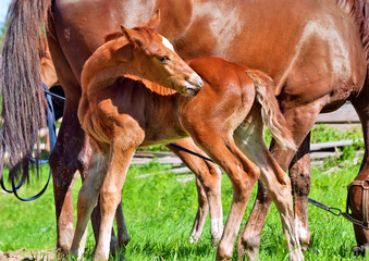 little chestnut foal with mom