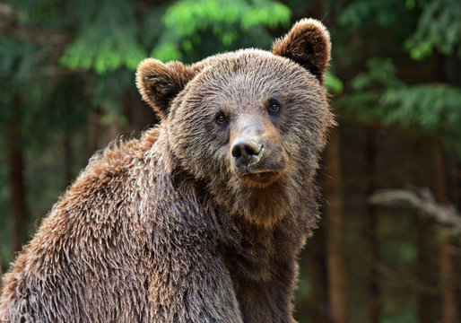 Brown bears in the Carpathians.