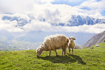 Fototapeta premium Sheep in the mountains