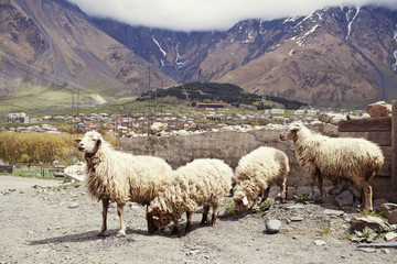 Sheep in the village