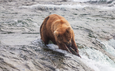 Bear on Alaska