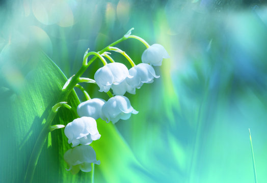 Fototapeta Lily of the valley