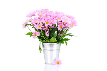 Fototapeta na wymiar Chrysanthemum flowers in the bucket
