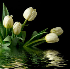 Białe tulipany © CUKMEN
