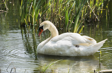 white swan swimming in the river