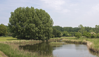 Fototapeta premium nature park lelystad