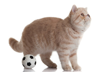 persian exotic cat isolated with balls of different colours