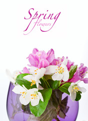 Pink flowers Weigela with fresh green leaves,isolated on white.