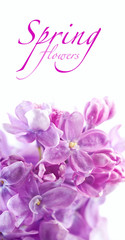 Fototapeta na wymiar Just blooming lilac flowers. Abstract background. Macro photo.