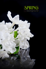 The beautiful lilac on a black background