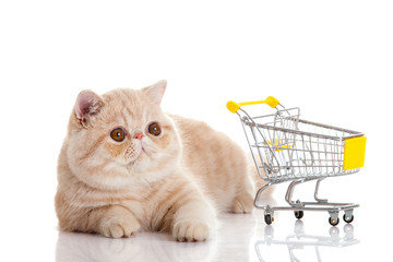 persian exotic cat isolated with shopping trolly