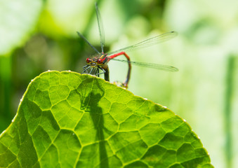 Large Red Damsel
