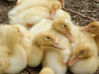 Ducklings