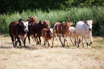 Zwergzebus mit Kälbern auf der Weide