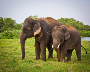 Fototapeta na wymiar Two elephants in the forest
