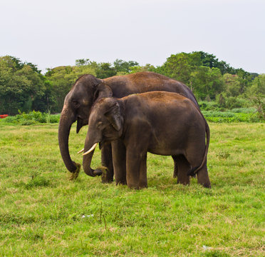 Two elephants in the forest