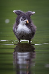 Blässhuhn Jungvogel streckt Flügel