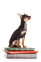 chihuahua on the books isolated on white background