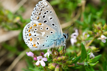 farfalla della specie lysandra Bellagrus