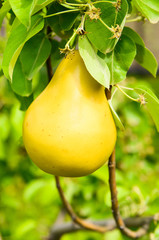 pear on the branch