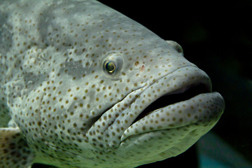 Napoleon fish, or Maori wrasse (lat. Cheilinus undulatus).