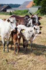 Herde Zwergzebus mit Kälbchen