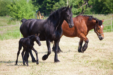 Fototapeta premium Friesen und Ardenner Kaltblut auf der Weide