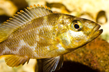 Ciclidi