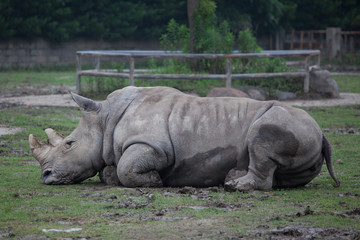 Obraz premium Nashorn