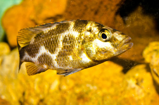 Ciclidi