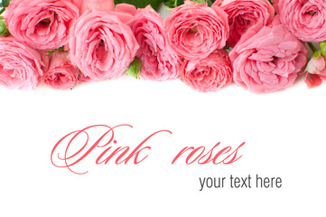 Flower background with pink roses, isolated