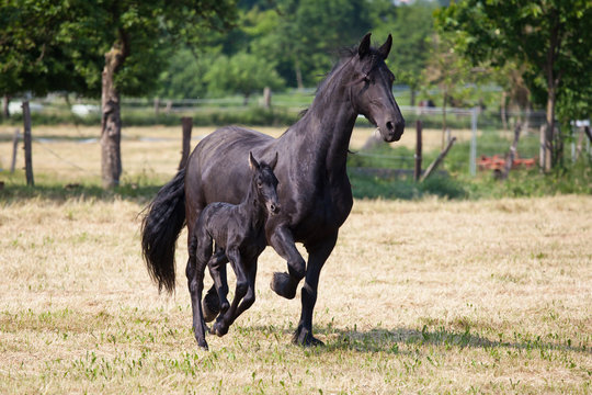 Friesenmutter und Fohlen laufen &uuml;ber die Weide