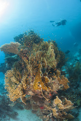 Diver on tropical coral reef